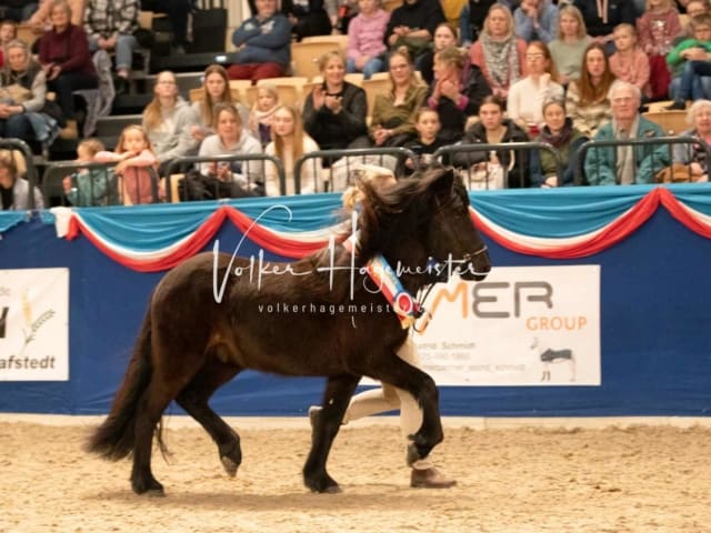 Impressionen PSK Körung Sonntag 2