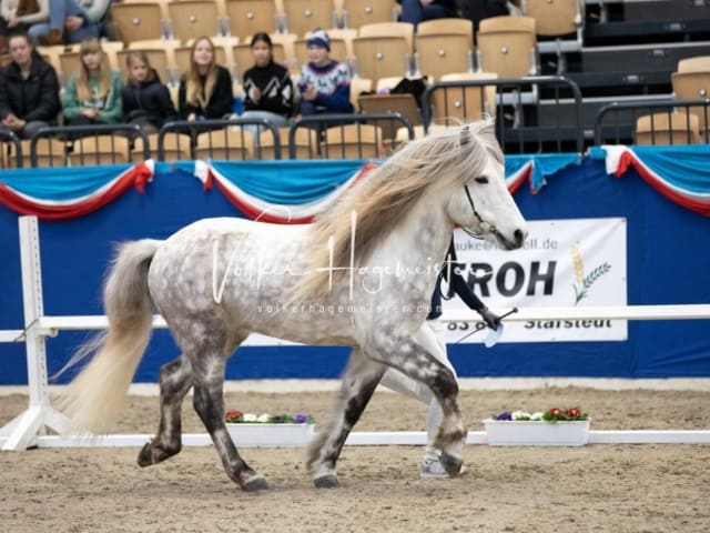 Impressionen PSB Körung Samstag 30