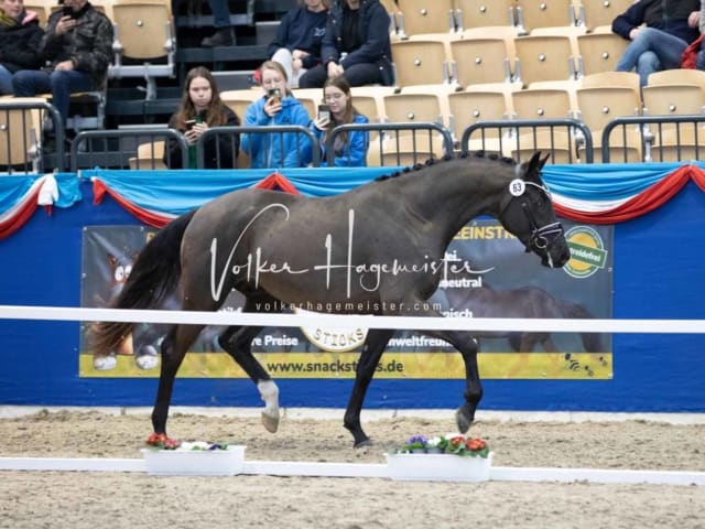 Impressionen PSB Körung Samstag 5