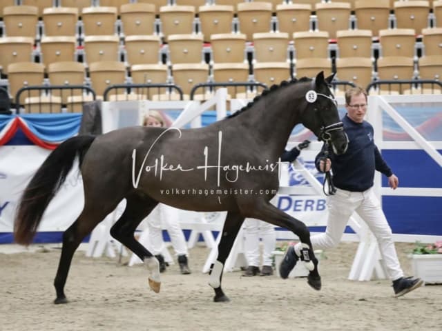 Impressionen PSK Körung Freitag 23