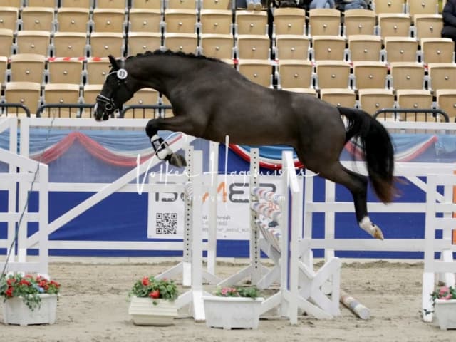 Impressionen PSK Körung Freitag 25