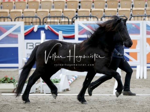 Impressionen PSK Körung Freitag 26