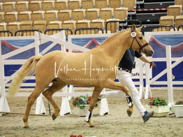 Impressionen PSK Körung Freitag 27