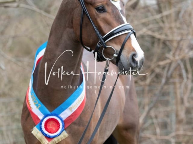 Impressionen PSK Körung Sonntag 3