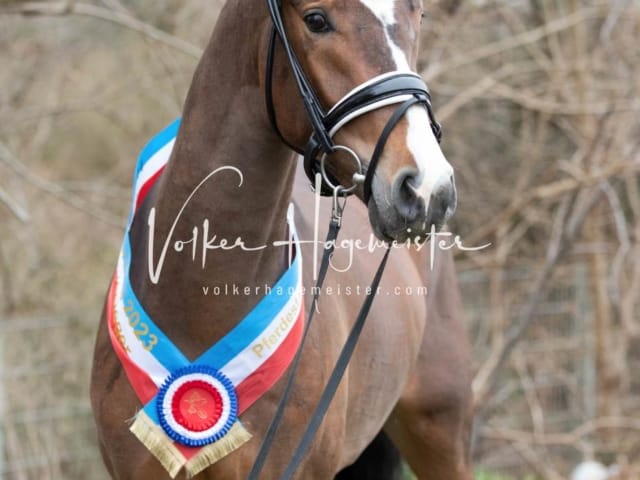 Impressionen PSK Körung Sonntag 4