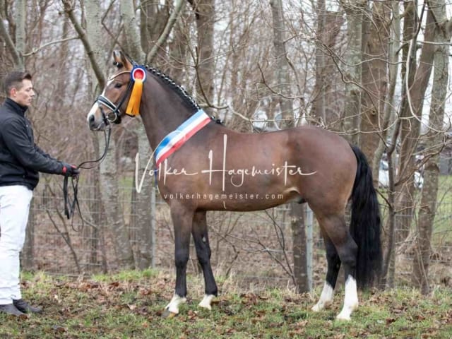 Impressionen PSK Körung Sonntag 5