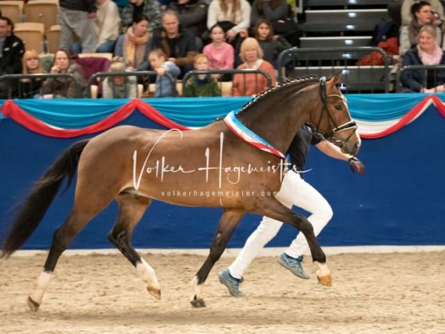 Impressionen PSK Körung Sonntag 6