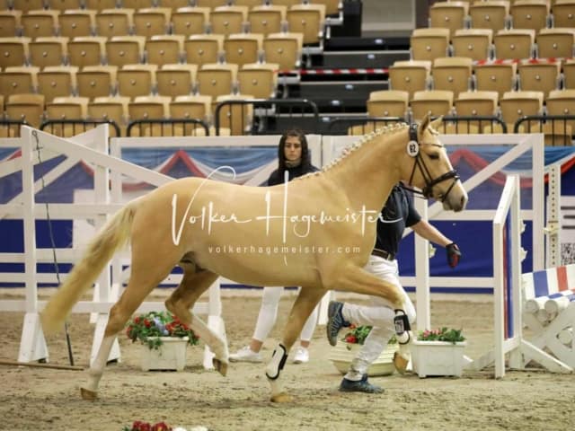 Impressionen PSK Körung Freitag 28