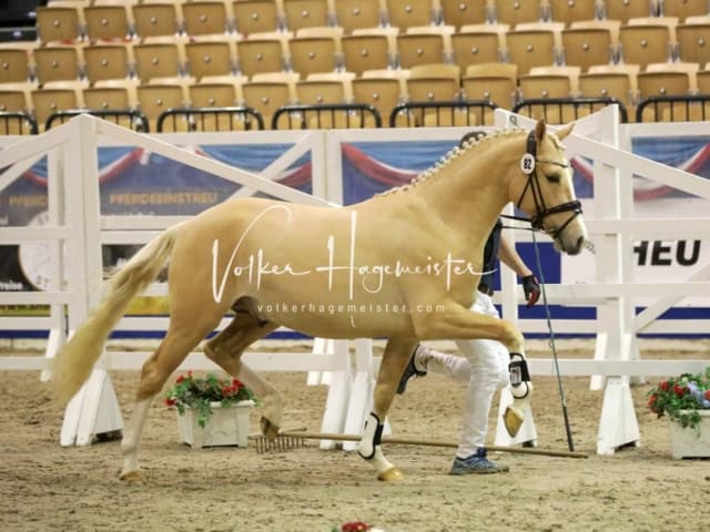 Impressionen PSK Körung Freitag 29