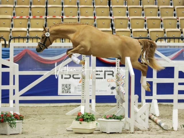 Impressionen PSK Körung Freitag 30