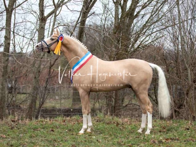 Impressionen PSK Körung Sonntag 7