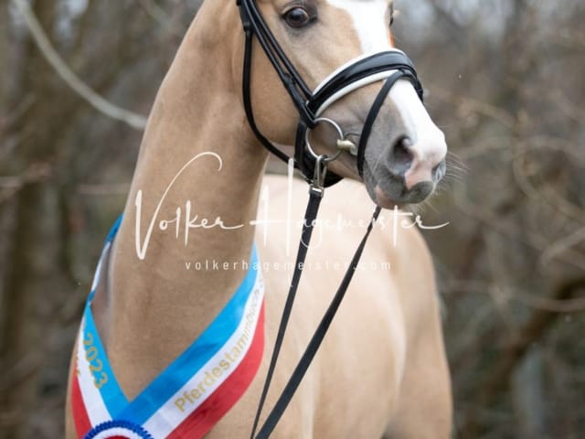 Impressionen PSK Körung Sonntag 8