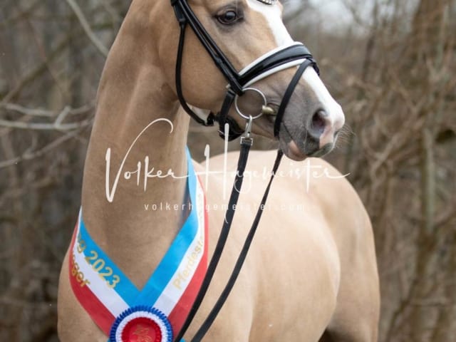 Impressionen PSK Körung Sonntag 9