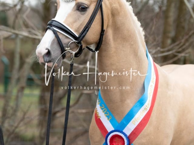 Impressionen PSK Körung Sonntag 10