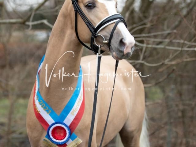 Impressionen PSK Körung Sonntag 11