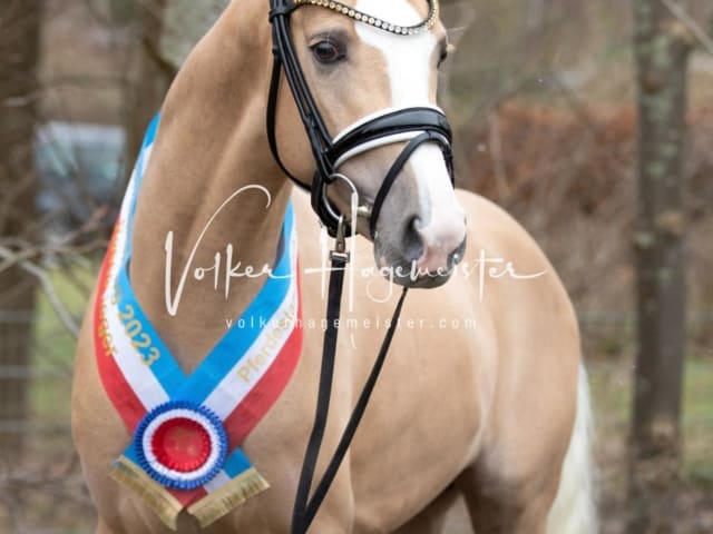 Impressionen PSK Körung Sonntag 12