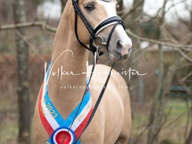 Impressionen PSK Körung Sonntag 13