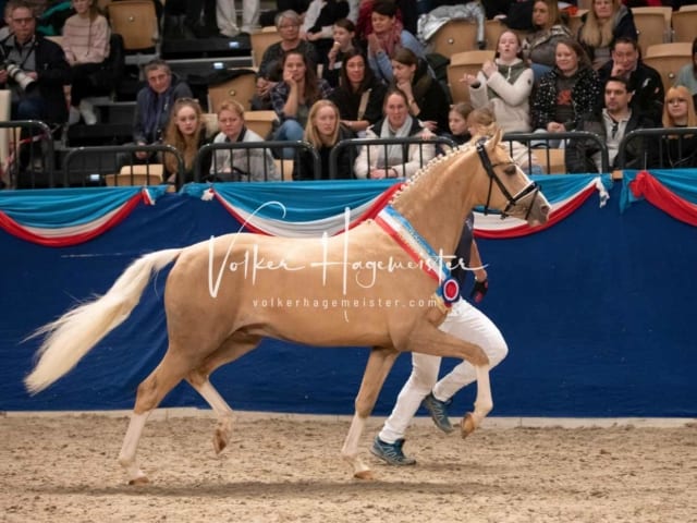 Impressionen PSK Körung Sonntag 14