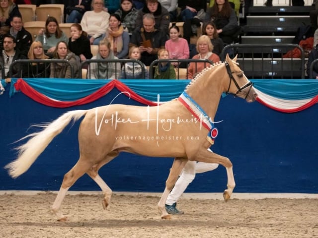 Impressionen PSK Körung Sonntag 15