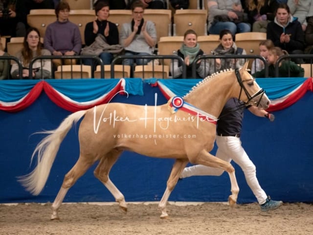 Impressionen PSK Körung Sonntag 16