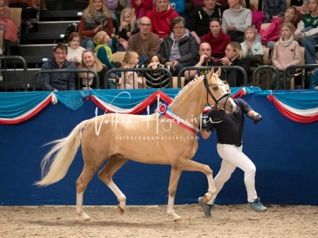 Impressionen PSK Körung Sonntag 17