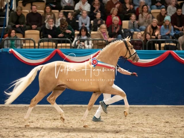 Impressionen PSK Körung Sonntag 18