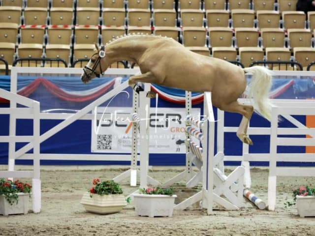 Impressionen PSK Körung Freitag 1