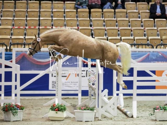 Impressionen PSK Körung Freitag 3