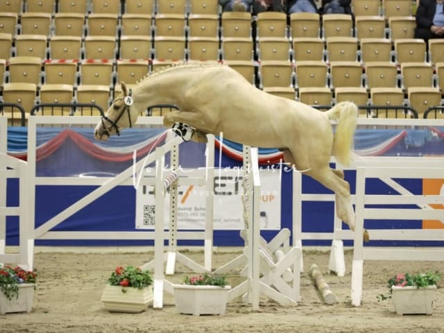Impressionen PSK Körung Freitag 6