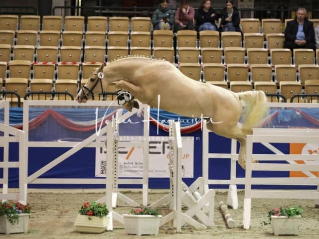 Impressionen PSK Körung Freitag 7