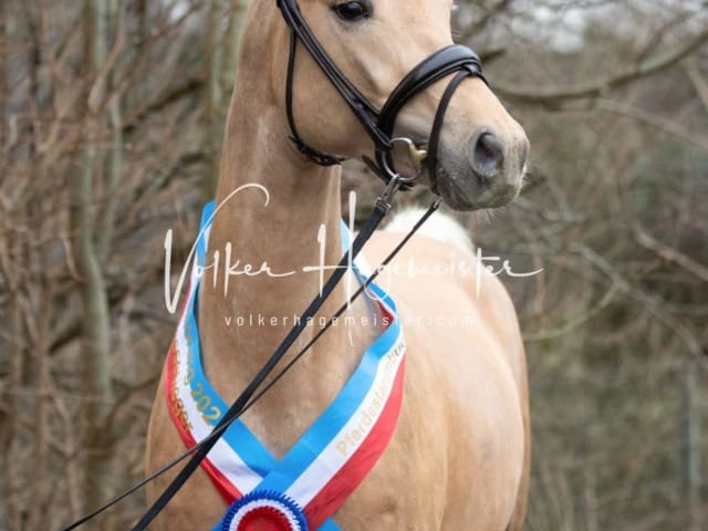 Impressionen PSK Körung Sonntag 20