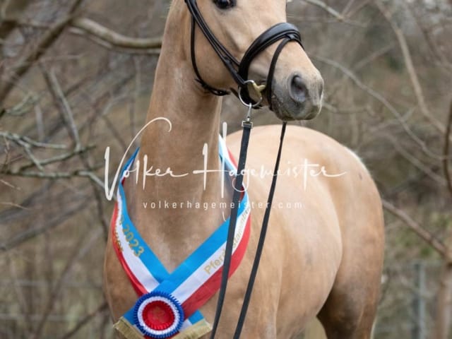 Impressionen PSK Körung Sonntag 21