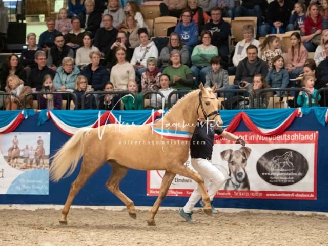 Impressionen PSK Körung Sonntag 22