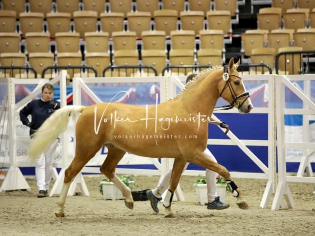 Impressionen PSK Körung Freitag 10