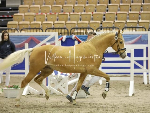 Impressionen PSK Körung Freitag 12