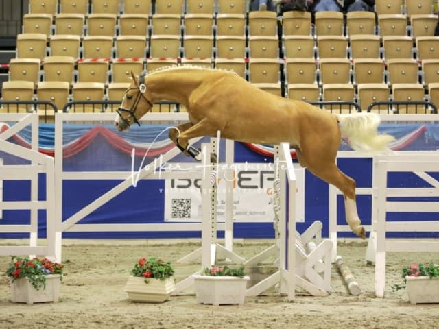 Impressionen PSK Körung Freitag 13