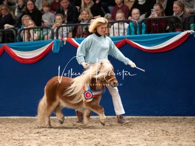 Impressionen PSK Körung Sonntag 23