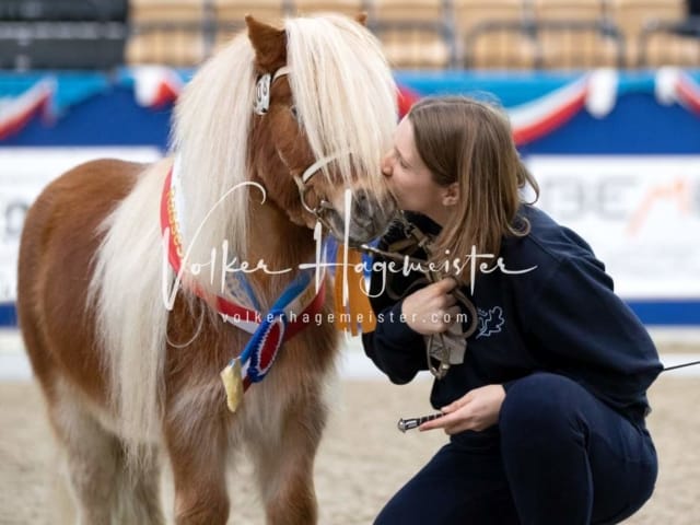 Impressionen PSB Körung Samstag 4