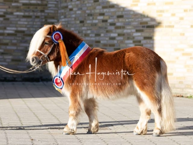 Impressionen PSB Körung Samstag 6