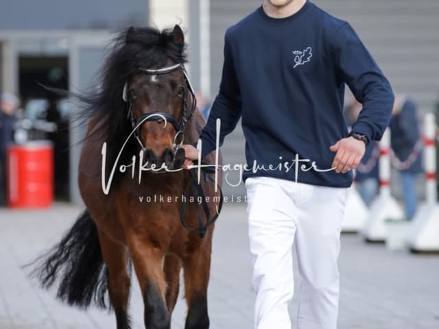 Impressionen PSK Körung Freitag 14