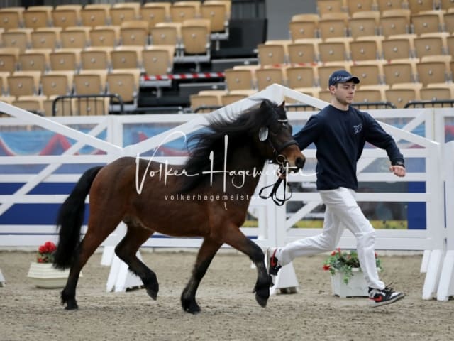 Impressionen PSK Körung Freitag 15