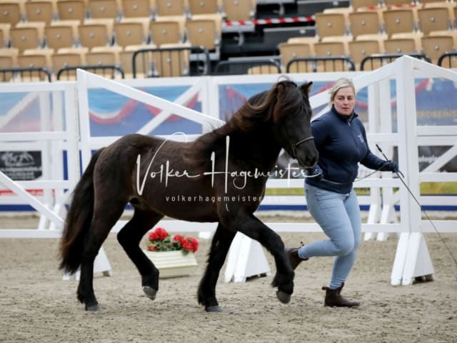 Impressionen PSK Körung Freitag 18
