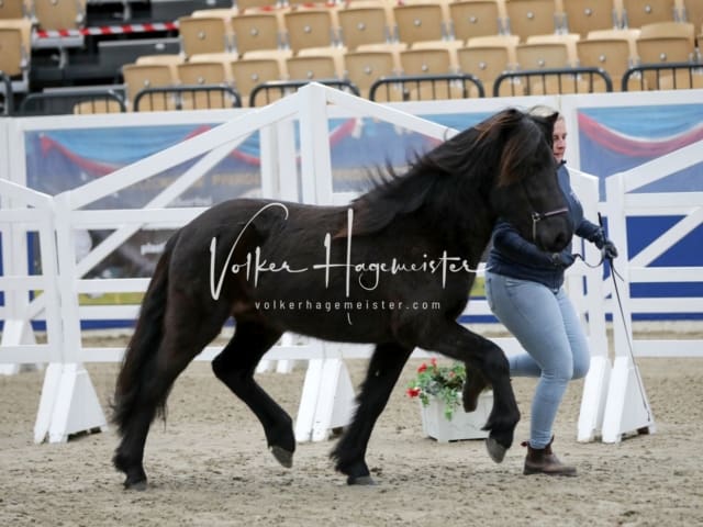 Impressionen PSK Körung Freitag 16