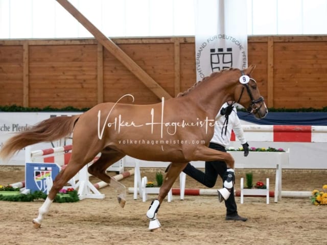 ZfdP Körung Freitag 6