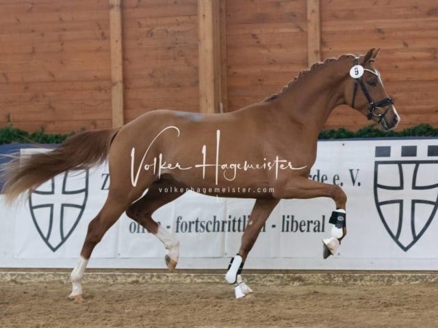 ZfdP Körung Samstag 1