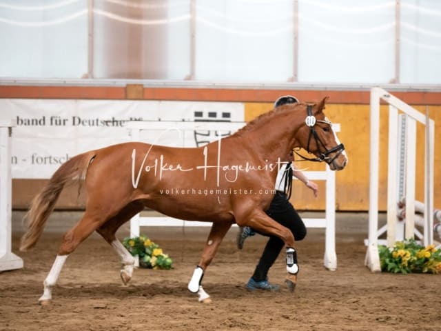 ZfdP Körung Luhmühlen 1