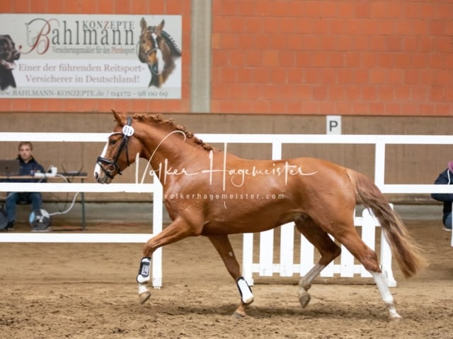ZfdP Körung Luhmühlen 2