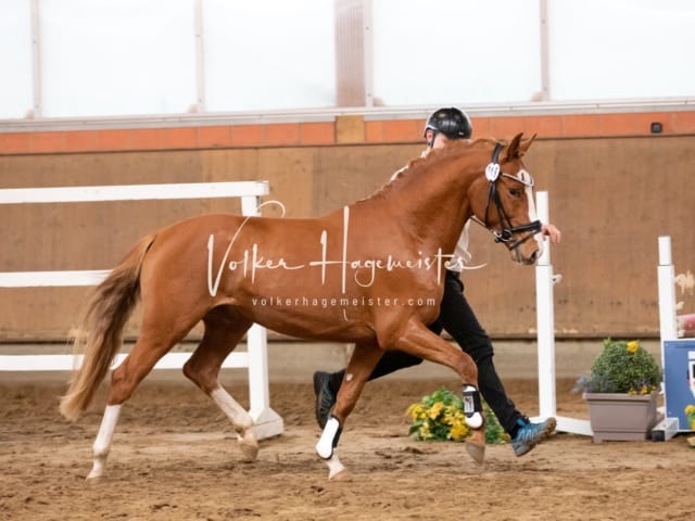 ZfdP Körung Luhmühlen 3