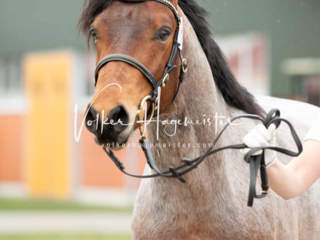 ZfdP Körung Luhmühlen 4