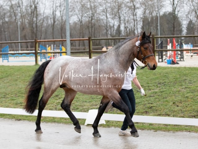 ZfdP Körung Luhmühlen 5